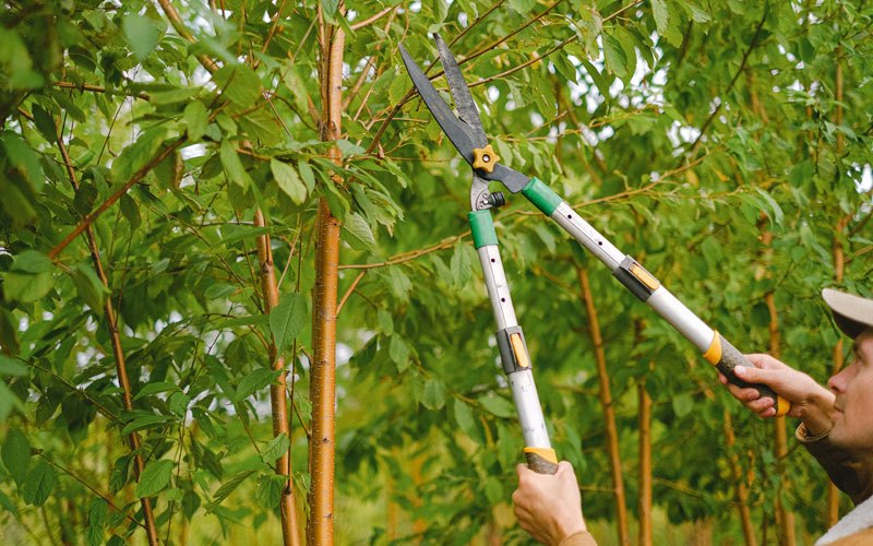 Tree trimming in Prairie City, OR